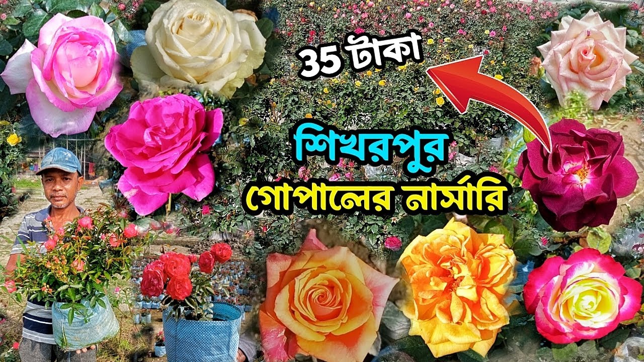 বিঘার পর বিঘা গোলাপের নার্সারি। দেশি-বিদেশি 300 প্রজাতির গোলাপ😳Sikharpur rose nursery