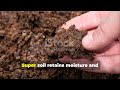 How I Made Super Soil With No Compost Pile, No Turning, No Smell