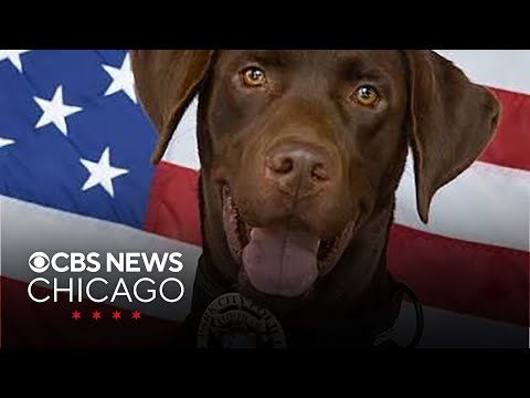 Salt Lake City K-9 released from hospital after surviving fall from freeway overpass