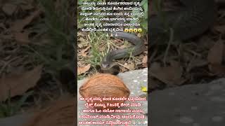 #శివకేశవులు #mahalasanarayani #mohiniavatar #fridaygoddess #తెలుగుభక్తి #goatemples #khandoba #శుక్ర