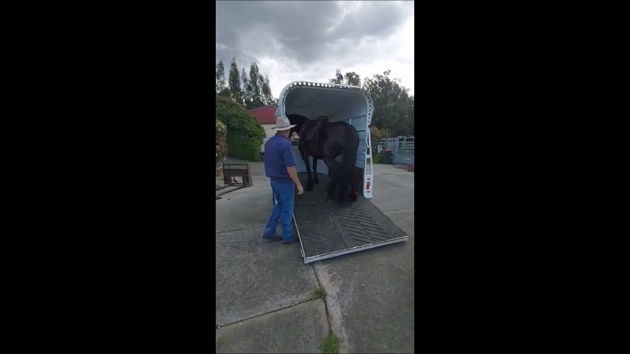 Freisian X Welsh Cob for sale - Ebony 011021