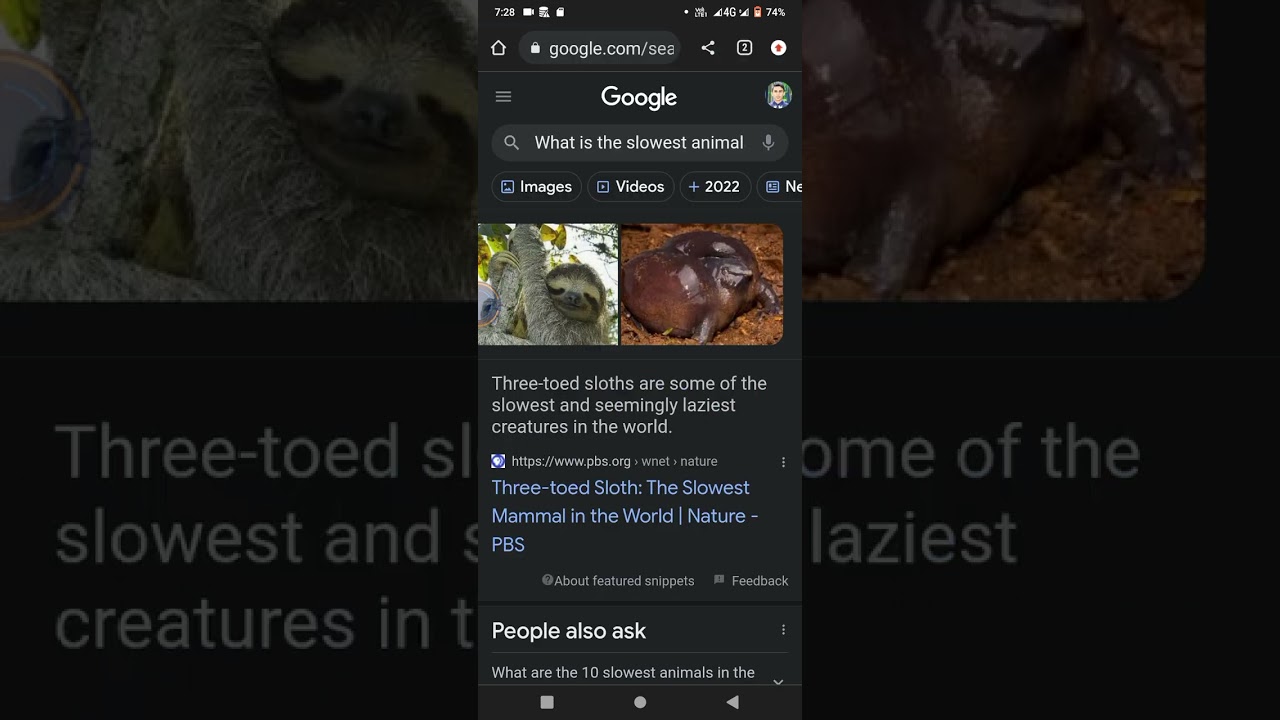 The Slowest Animal On earth YouTube the-slowest-animal-on-earth-youtube