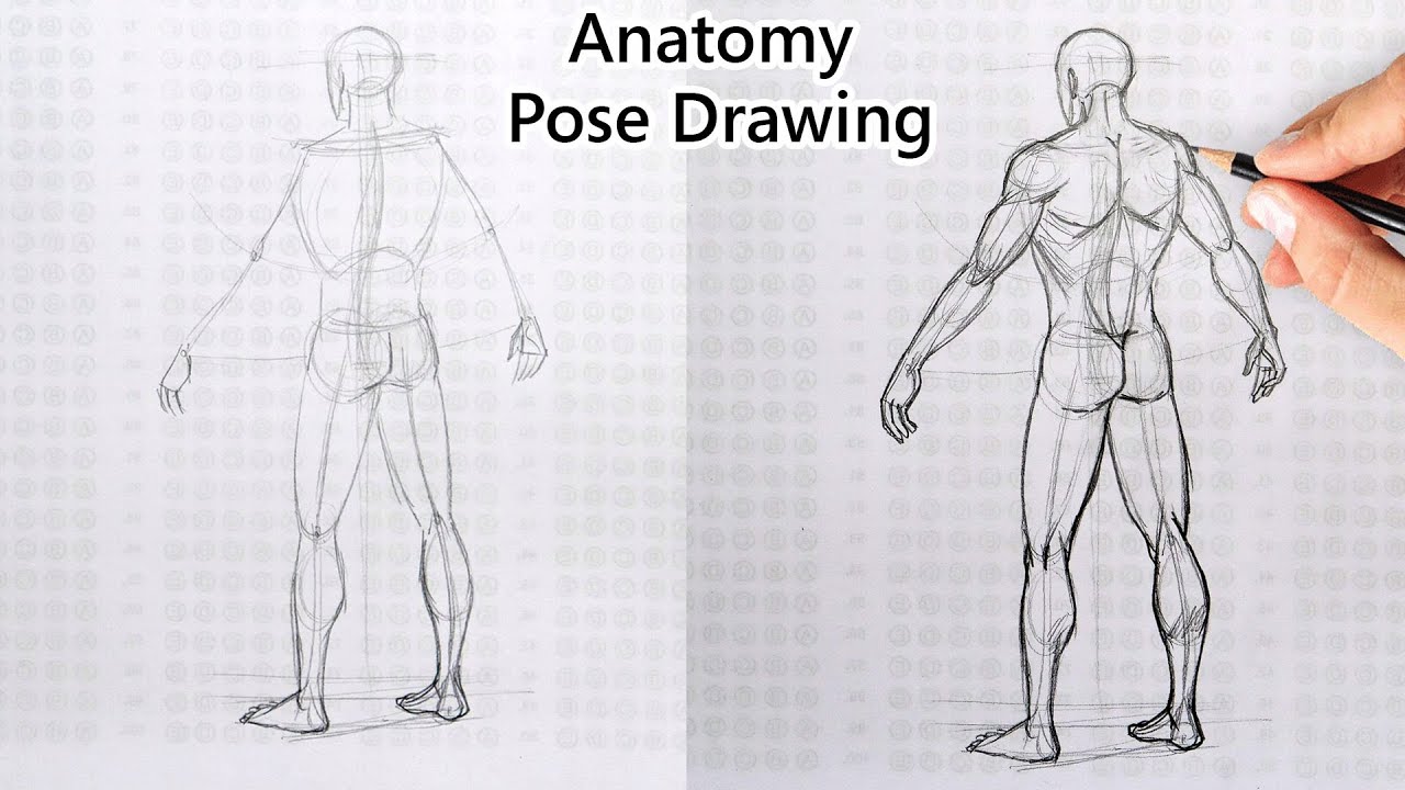 Anatomy for Artists: Drawing Form & Pose: The Ultimate Guide to Drawing  Anatomy in Perspective and Pose with Tomfoxdraws -- Publishing 3dtotal -  Walmart.com