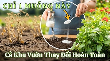 Chỉ Một Muỗng Baking Soda, Cả Khu Vườn Thay Đổi Hoàn Toàn| Mẹo Làm Vườn Tự Nhiên