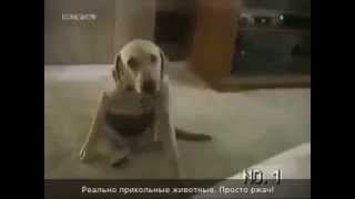 Приколы! с Домашними Животными...