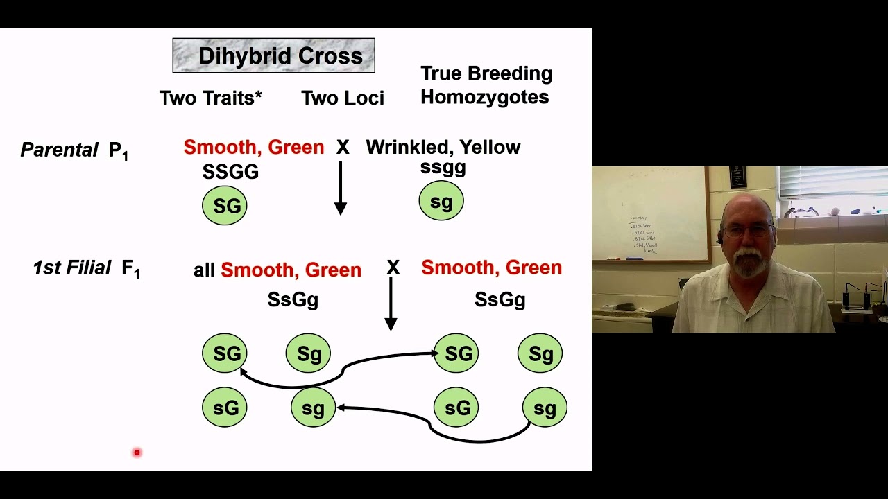 GG   Mendelian Dihybrid Part 1