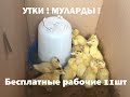 Утки Муларды. Бесплатные 11 рабочих на участке. Как все начиналось