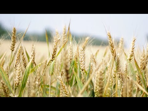 Videó: 5 Növényi Alapú élelmiszer Elősegíti A Karcsú Izomépítést
