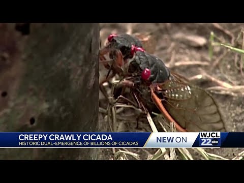 First time in 200 years: two separate groups of cicadas will emerge at the same time.