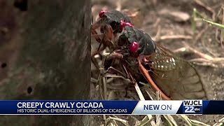 First time in 200 years: two separate groups of cicadas will emerge at the same time.