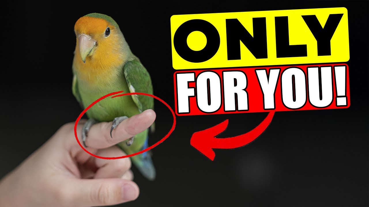 15 Things a Parrot Does ONLY for a Loved One!