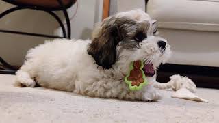 Teddy Bear (Shih Tzu + Bichon Frise)  Hanging Out With Gary