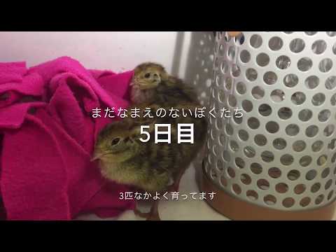 かわすぎるうずらをひたすら見る動画！雛5日目　 Quail chicks day5