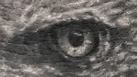 HAND TATTOO , EAGLE TATTOO BY THE ONLY NINJA ,CRIS GHERMAN AKA CGTV #CGTV