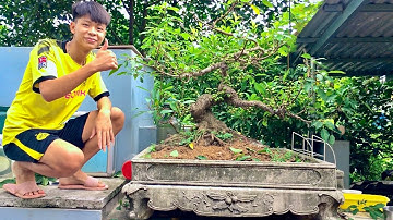 Cắt Tỉa Cây Sung Cảnh Đẹp Sai Trĩu Quả Mới Nhất | Bonsai Hoàng Xá