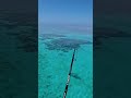 Have you ever been fishing in a real life aqaurium? #fishing #epic #reef #queensland #australia