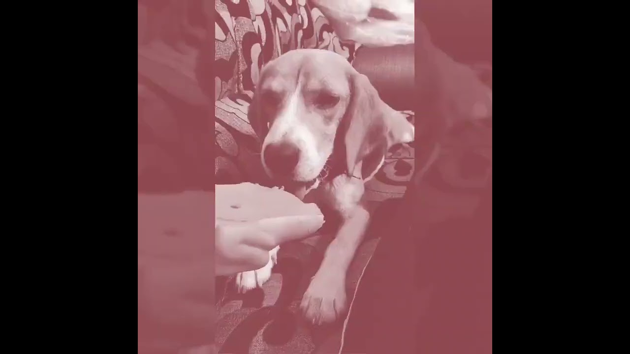 Dog Favourite Toy Costume