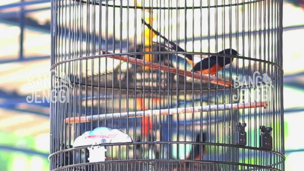 Murai potensial ini booos