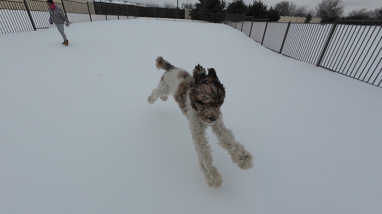 Dog Tag-Dallas Snow Day