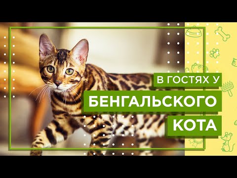 Содержание БЕНГАЛЬСКОГО КОТА
