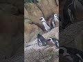Penguins India [Way to Serving Food - Can you guess the place ? Dr Shri Raghvendra #shorts ]