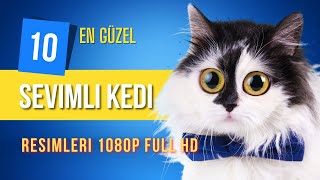 En Güzel Sevimli Kedi Resimleri Bunlar Tam Bi Çılgın Beyaa 2022