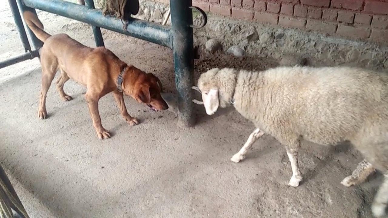 Adorable Lamb Play Fights With Dog YouTube