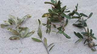 Fuzzy Growths on Live Oak Trees | Daphne Richards | Central Texas Gardener Knobby Growths On Trees Daphne Richards Central Texas Gardener