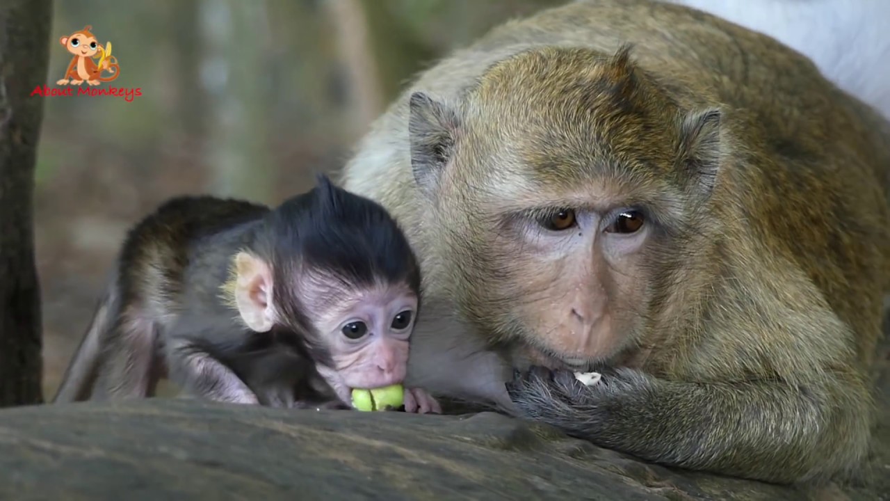 Baby Monkey Bree Eye Interesting - Lovely Girl Eating & Hug Mom