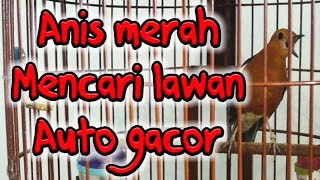 Download Lagu AUTO NYAUT, Pancingan anis merah mencari lawan kualitas HD MP3