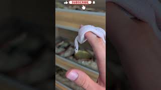 Her Eyes Are Beautiful! #ballpython #reptiles #animals #snake