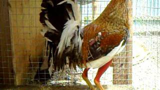 M4V04197.MP4ULTIMO DEL BULICO