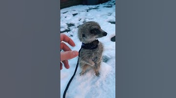 Kyle Thomas 💙 he loves the snow so much haha #kylethomas #shorts