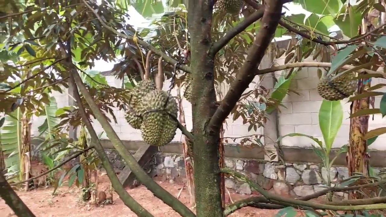 Perkembangan Durian di Awal Tahun 2024