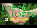 「いつまでもいつまでも」ザ・サベージのギター弾き語りレッスン動画です。歌詞とギターコード付き(動画と説明欄)で解説します。ギターに再挑戦するシニア向けギター講座です。