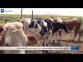 سوق أهراس: التركيز على التغذية الطبيعية للأبقار لتطوير شعبة الحليب