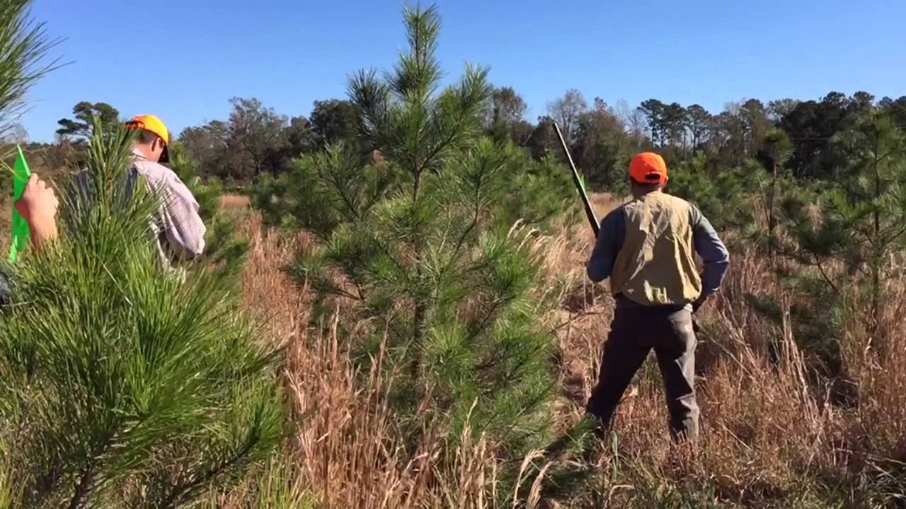 bss-upland-hunt-test-2015-gage-boykin-spaniel-youtube
