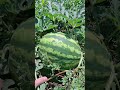 Lubenita, pepene, harbuz printre smochini la Pepiniera Draghiceni.