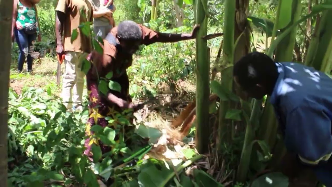 Managing Bananas in a Syntropic Garden | Greenfox Organics | Ubuntu Learning Centre