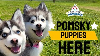 Carrousel Pomskies Introduction  premier pomsky puppy breeder Las Vegas