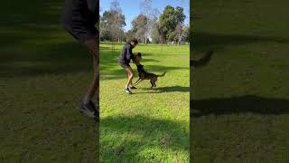 Dog bites and wont let go #belgianmalinois #dog #germanshepherd #dogtraining #doglover