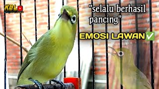 CIAK CIAK JOSS KECIAL KUNING AMPUH||PANCINGAN KECIAL MALAS BUNYI||