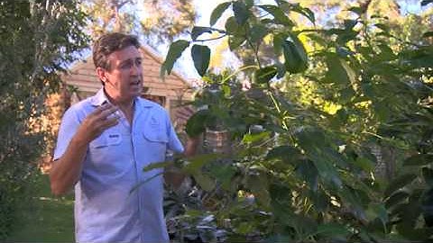The Garden Gurus - Recycling your garden, part 2
