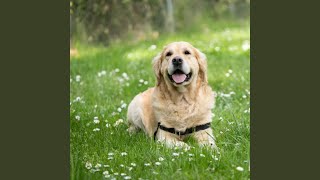 Happiness Has Four Paws