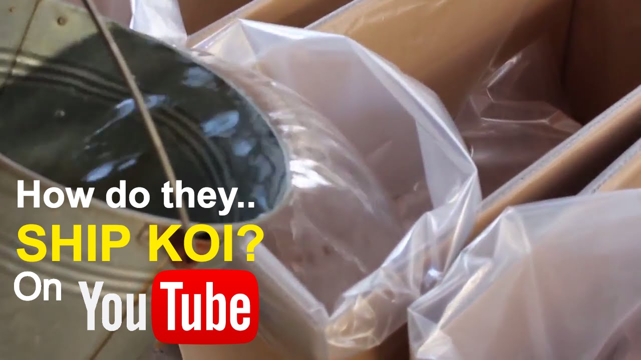 How do they ship koi?