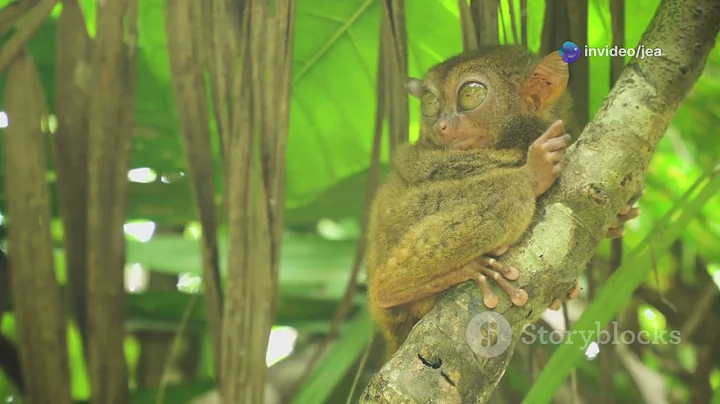 Mind Blowing Facts About Tarsiers – The Tiny Primates with Superpowers! #2025