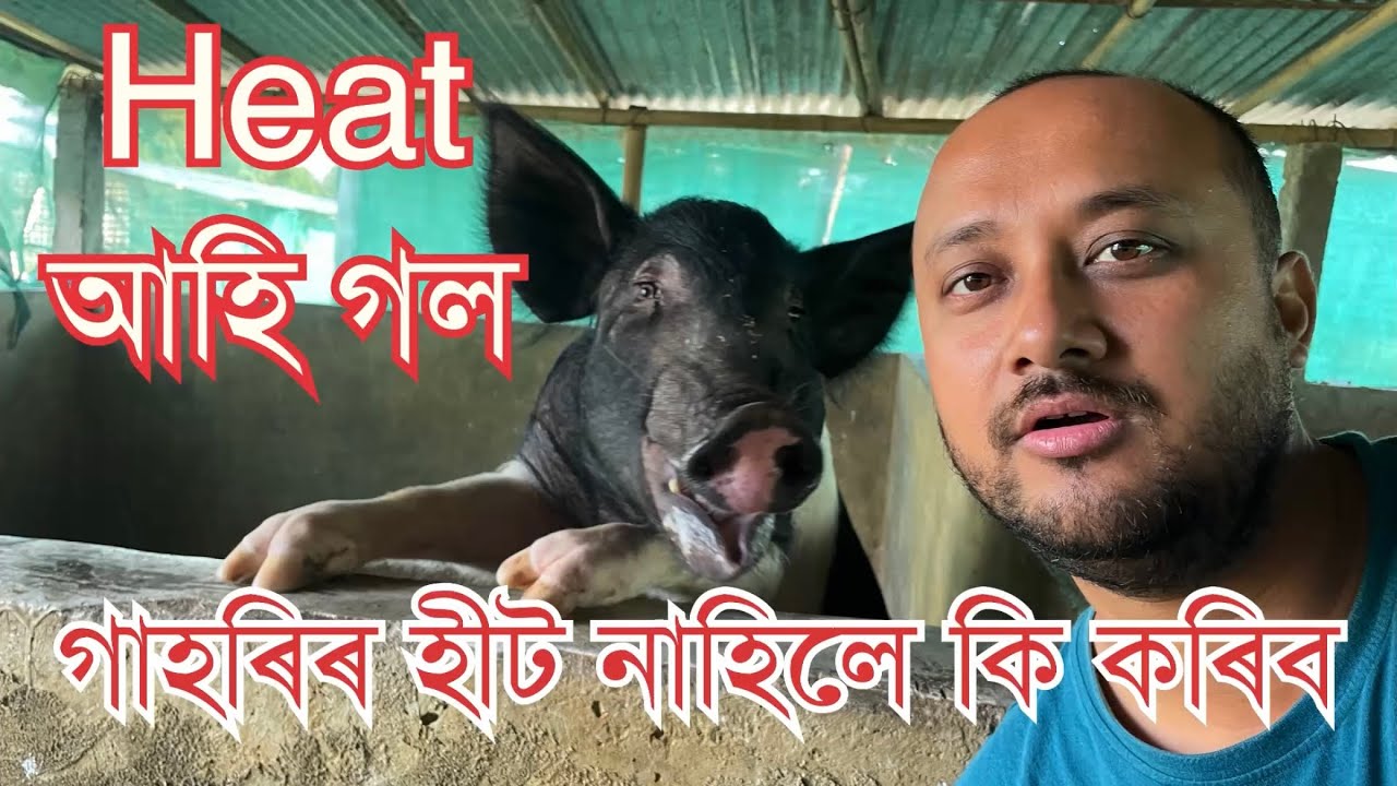 গাহৰিৰ হীট নাহিলে কি কৰিব ॥Pig Heat problem॥ Pig farm in Assam ॥ Pig farm videos॥Piggery business