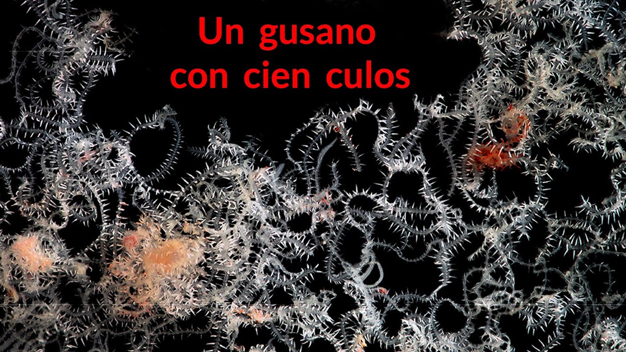 el-gusano-ramificado-con-una-cabeza-y-muchos-culos-criaturas