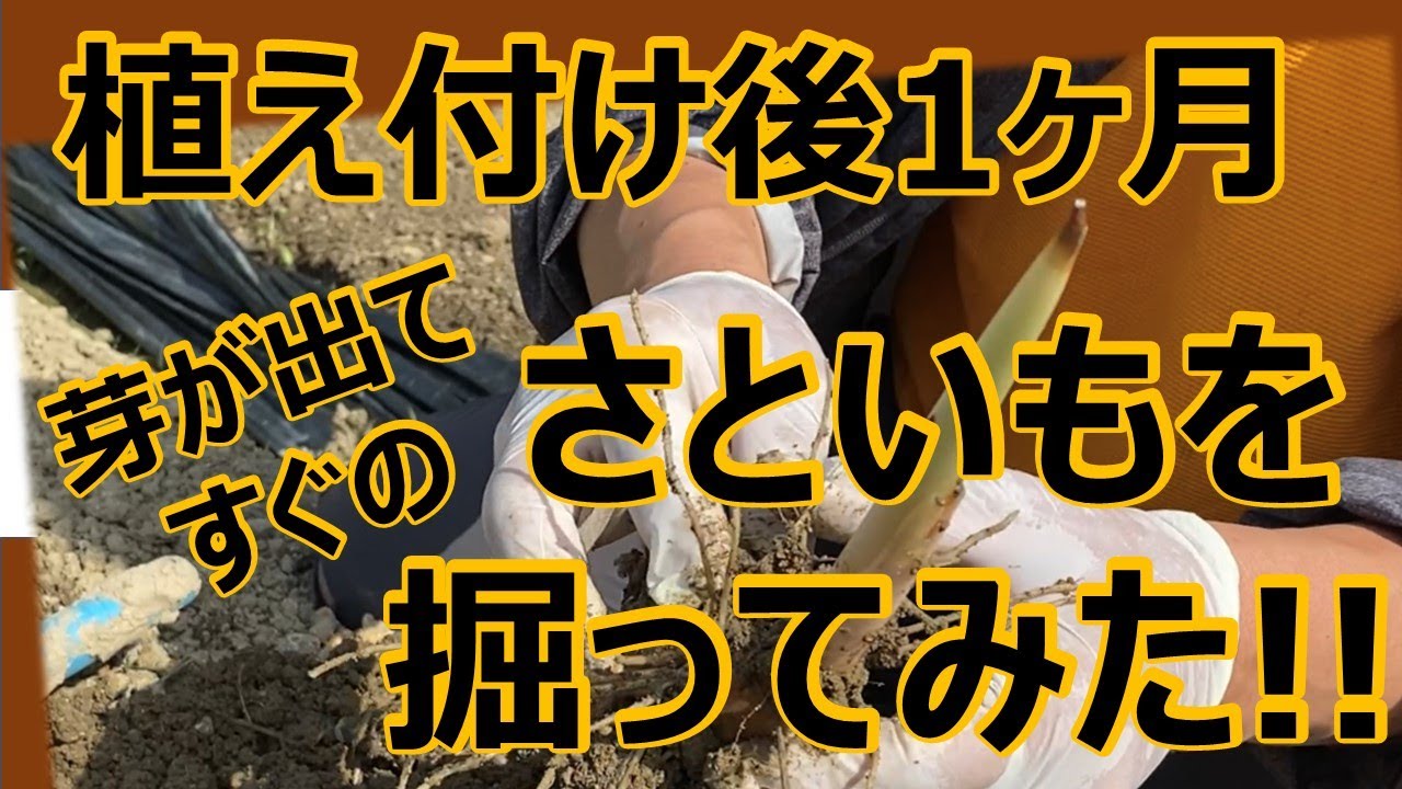 【さといも栽培】植え付け後1か月、芽が出てすぐの里芋を掘ってみた！
