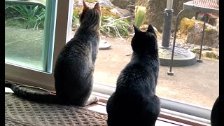 CATS ARE CHIRPING TO THE BIRDS🐾 by Cuddling Cats Kwazi and Uli 1,431 views 1 month ago 1 minute, 40 seconds